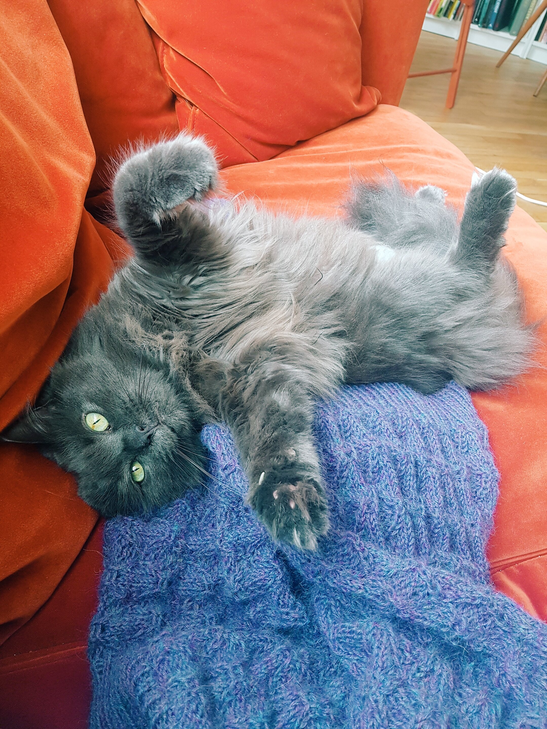   Avant le drame, nous étions tous joie de l’alpaga…  