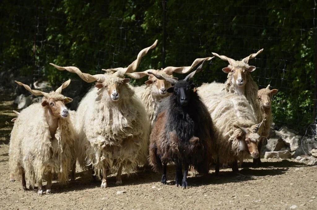  Les Rackas du parc animalier de la Vallée Sauvage 