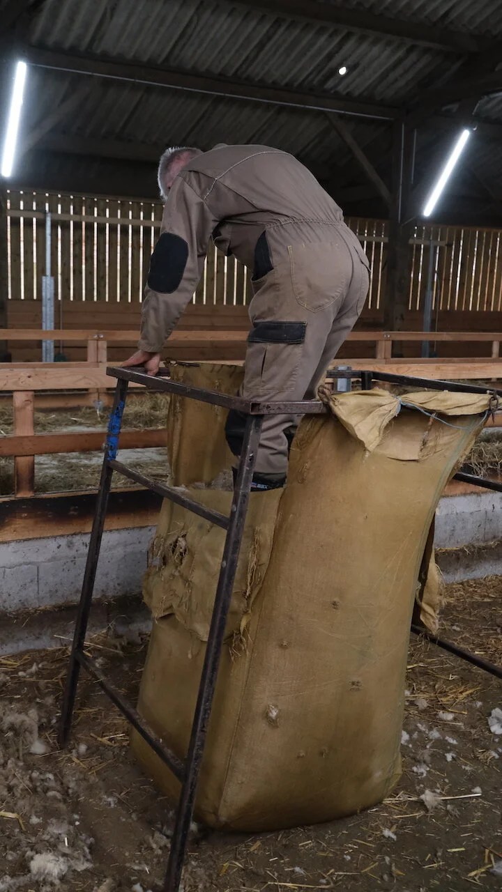  Il faut tasser la laine dans le curon ! Photo prise par Arnaud sur un chantier de tonte en Bretagne. 