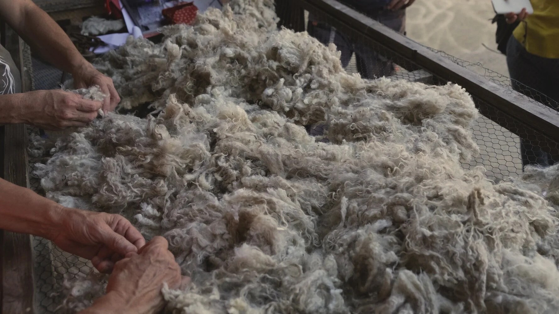  Photo prise cet été par Arnaud ! Des mains s’activent dans la toison d’une biquette angora fraîchement déshabillée… 