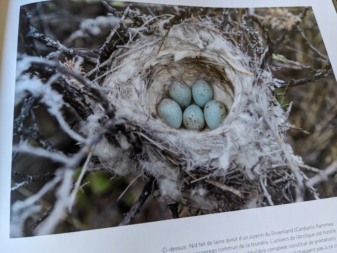  Les passereaux récupèrent la mue pour leurs nids 