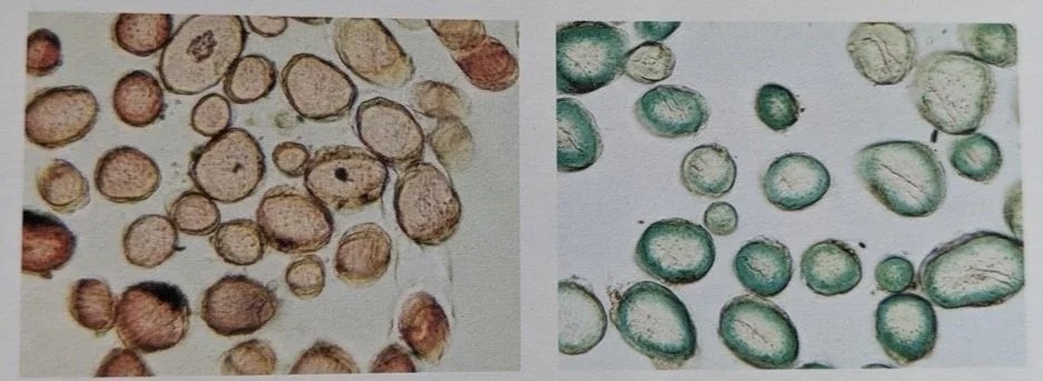 Jeu du samedi 29&nbsp;juin