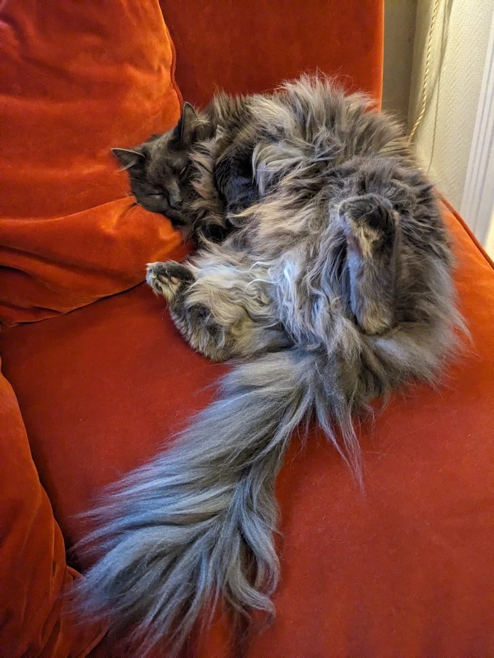  Comment mon chat conquiert le monde 